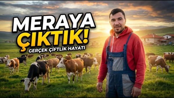🌿 Çiftlikte Serbest Gün! İnekler Meraya Koşuyor 🐄 Orhan Babanın Çiftliği