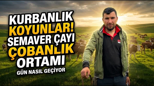 🌿 Sabah Çıktık, Akşama Kadar Meradaydık! İnekler, Koyunlar ve Çiftlik Sohbetleri 🐄🐑