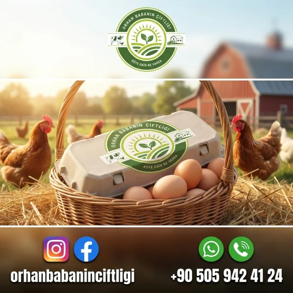 Market Yumurtası Mı Köy Yumurtası Mı? Çorum'dan Tekirdağ'a 5 Fark