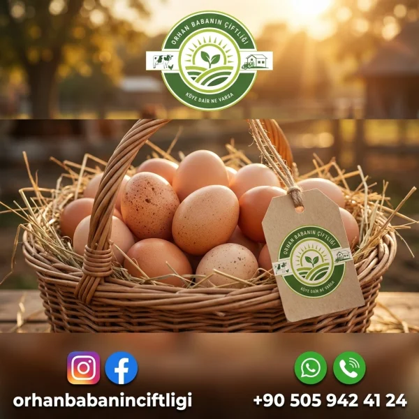 Market Yumurtası mı Köy Yumurtası mı? Kocaeli'ye Özel 5 Fark