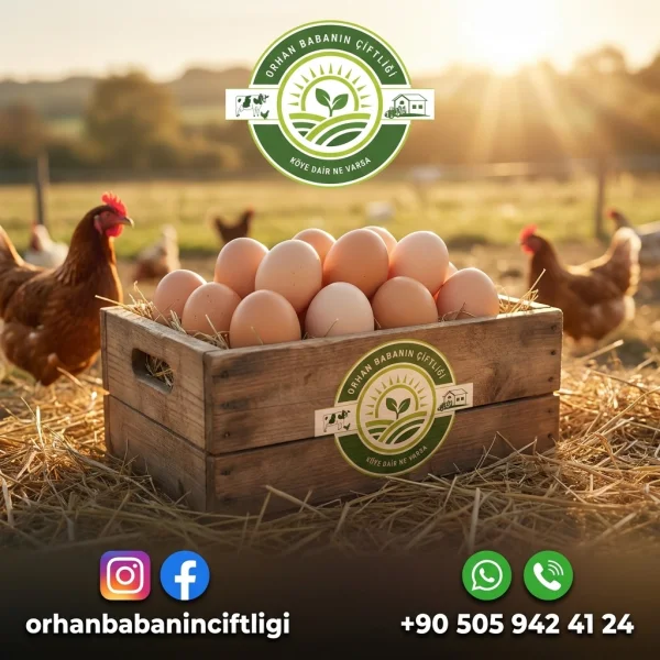 Çorum Köy Yumurtası İstanbul'a Online Sipariş: Kapınızda!