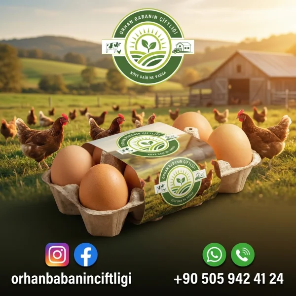 Kocaeli İçin Köy Yumurtası Faydaları: Güne Zinde Başlamak İçin 5 Neden
