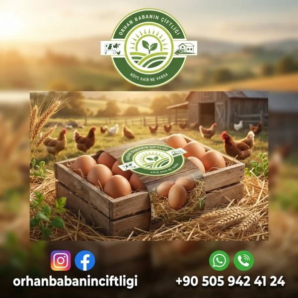 Çorum Köy Yumurtası: Buzdolabında Taptaze Saklama Sırları