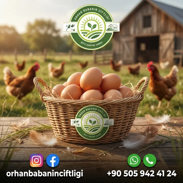 Mersin'e Özel: Orhan Babanın Çiftliği Köy Yumurtası Üretimi