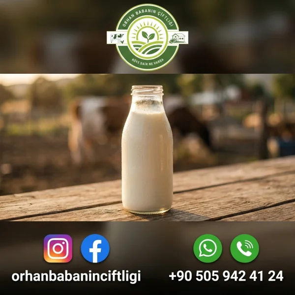 Mersin'e Çorum'dan Gelen Günlük Çiğ Sütün 4 Bilimsel Faydası