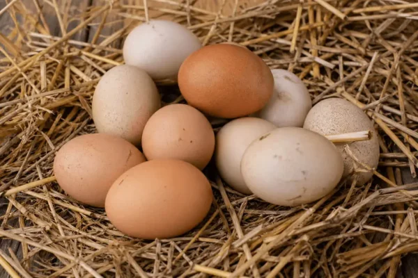 Köy Yumurtası (Adet)